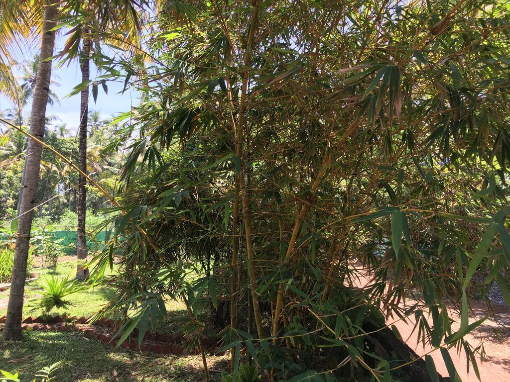 Divine Bliss Beach Resort Varkala Extérieur photo